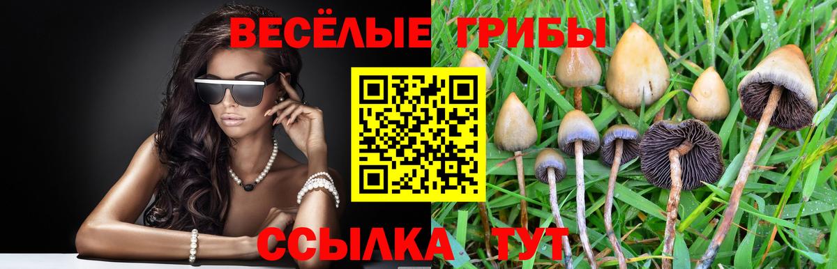 Псилоцибиновые грибы Psilocybine cubensis Мелеуз